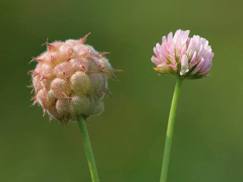 Strawberry Clover Seeds for Planting - Trifolium fragiferum - Strawberry Shaped Clover Flowers