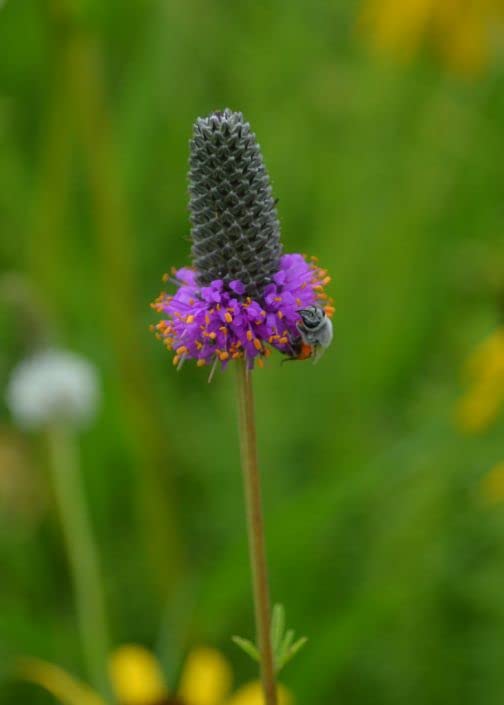 Purple Prairie Clover Seeds for Planting (50 Seeds) - Dalea purpurea