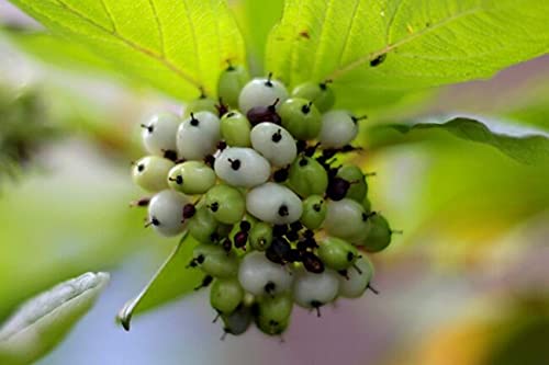 Tatarian Dogwood (Cornus Alba) 20 Seeds to Plant / Seeds for Planting