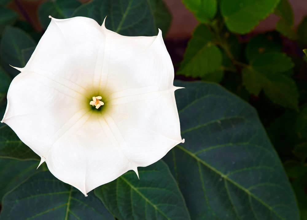 White Trumpet Bush Seeds to Grow | 20 Pack of Seeds | White Fragrant Flowers, Trumpet Plant