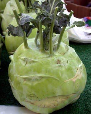 Exotic Kohlrabi Giant Cabbage Seeds | 100+ Seed Packet | Grow This Giant Heirloom Cabbage | Rare Vegetable Seeds for Planting