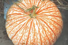 Rare One Too Many Pumpkin Seeds for Planting - 10 Seeds - Exotic Striped Pumpkin