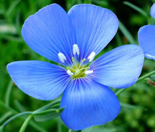 Flax Blue Annual Organic Linum Usitatissimum jocad