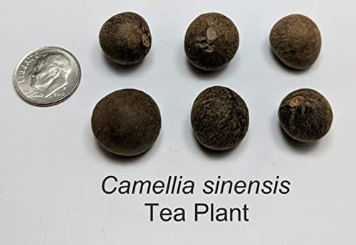 6 Tea Plant Seeds for Planting - Camellia Sinensis Herb