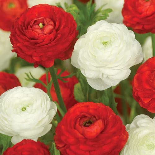 Ranunculus Peppermint Twist Ranunculus Duet