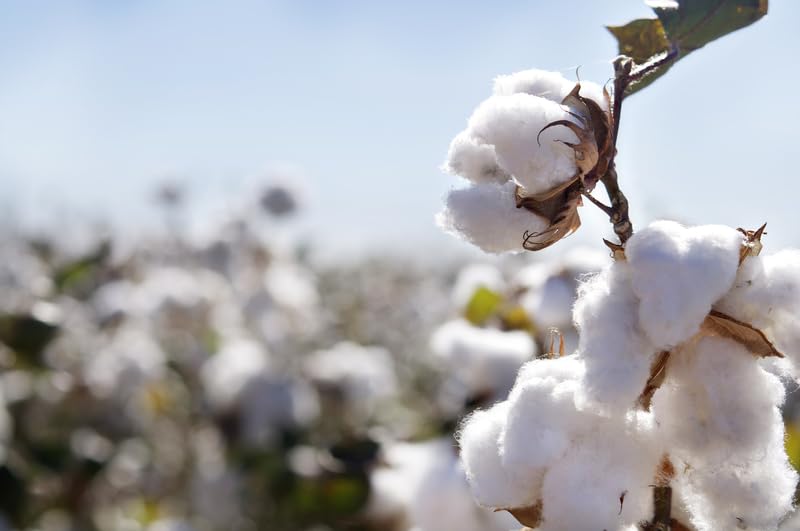 American Cotton Seeds for Planting - Gossypium hirsutum - (100 Seeds)