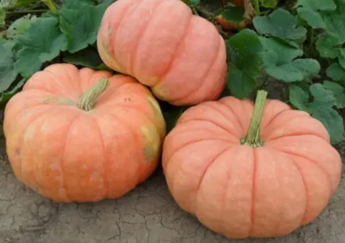 Indian Doll Pumpkin Seeds for Planting (10 Seeds)
