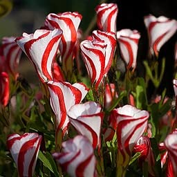 Candy Cane Sorrel Bulbs for Planting - Oxalis versicolor - Candy Cane Oxalis