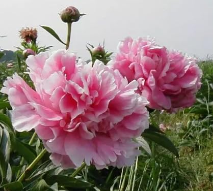 Pink Peony Roots for Planting - Grow Beautiful Perennial Peony Flowers (5 Peony Plants)