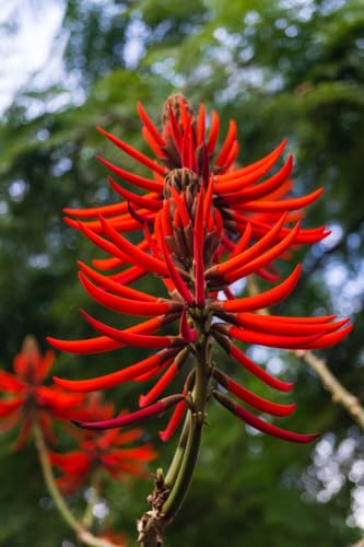 20 Kaffir Coral Tree Seeds for Planting