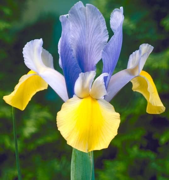 Purple and Yellow Dutch Iris Bulbs for Planting - Easy to Grow - Made in USA, Ships from Iowa