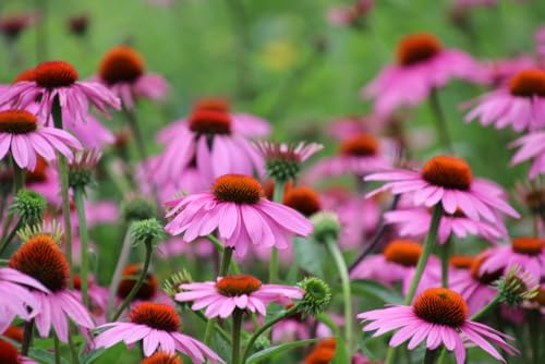 Purple Coneflower Plants for Growing, Not Seeds, Healthy Rootstock of Coneflower Wildflower