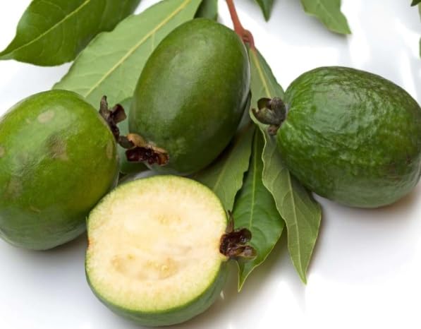 30 Pineapple Guava Seeds for Planting - ACCA sellowiana