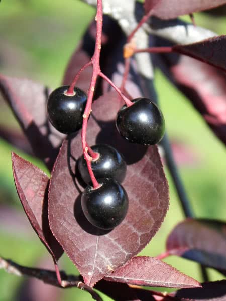 30 Purple Chokecherry Tree Seeds for Planting - Shubert Chokecherry, Prunus virginiana Shubert