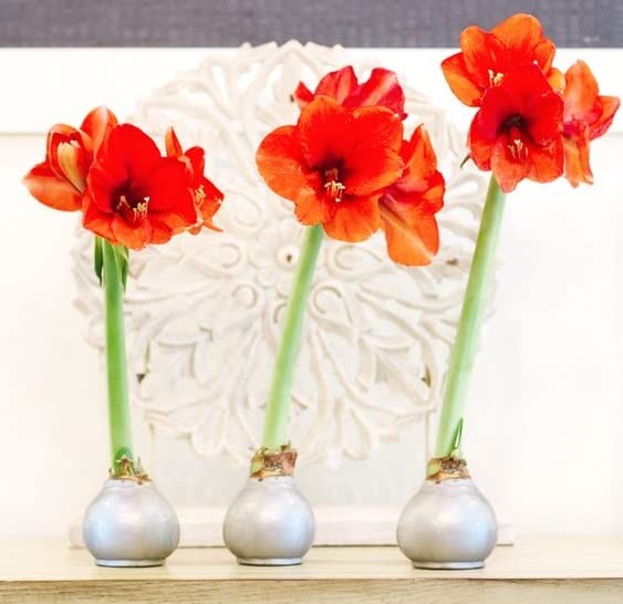 Large Waxed Red Blooming Amaryllis Bulbs - Silver Dipped Bulbs - Biggest and Healthiest Wax Amaryllis