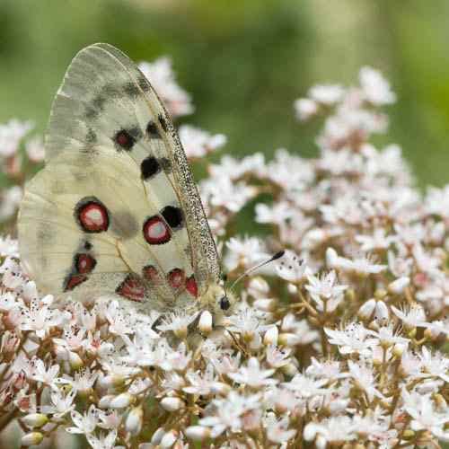 Sedum Oktoberfest Seeds for Planting (200 Seeds) - Sedum Acre Oktoberfest - Great for Pollinators