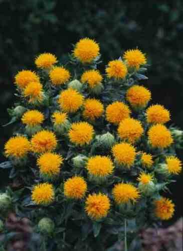 Safflower Saffron Carthamus Tinctorius Yellow Orange Flower Seeds ctavl (300 Seeds)