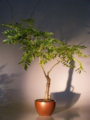 Bonsai Tree Chinese Wisteria Tree Seeds, 10 Pack - Highly Prized Flowering Bonsai, Wisteria sinensis - 10 Seeds to Grow