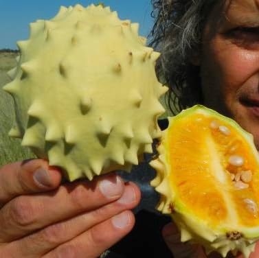 5 Nara Melon Seeds for Planting - Acanthosicyos horridus
