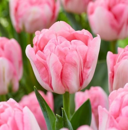 Pink Foxtrot Double Tulip Bulbs for Planting - Easy to Grow Perennial Tulips