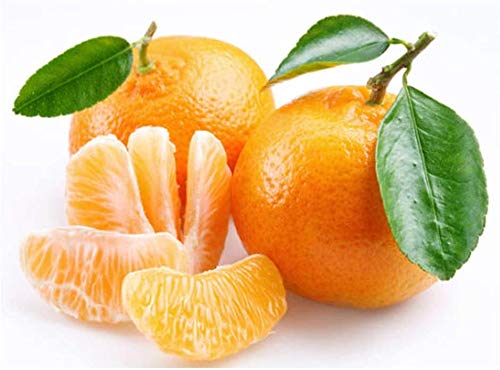 10 Edible Fruit Orange Tree Seeds, Grow Delicious Oranges - Ships from Iowa.
