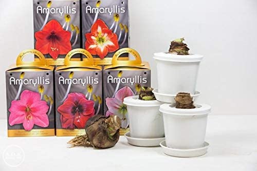 Amaryllis Assorted Pre-Potted (Growing Kit - Bulb/Pot/Soil) -Please Select A Color - Great Gift