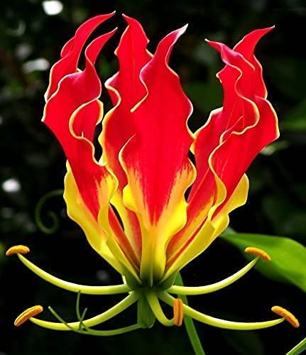 Glory Lily Bulbs for Planting - Gloriosa Plantii - Rare Lily Plants to Grow