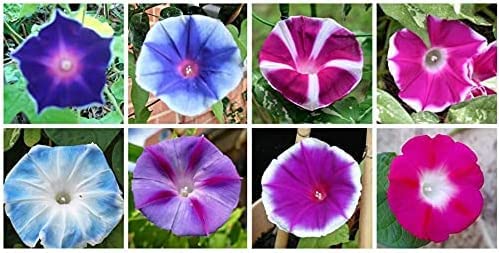 Morning Glory Flower Climbing Vine Seeds for Planting - 100 Seeds per Packet