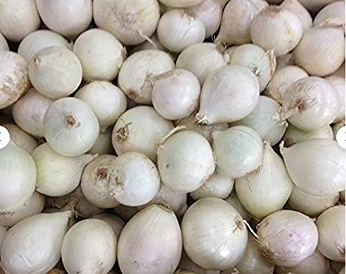 20 Weeping Allium Bulbs for Planting - Exotic Nectaroscordum Allium Bulbs - Ships from Iowa, USA