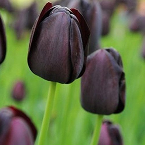 5 Black Tulip Bulbs ? Queen of Night ?,size: 12 cm/up, Now Shipping