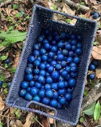 Blue Marble Tree Seeds for Planting (5 Seeds) - Elaeocarpus angustifolius - Blue Fig Tree, Blue Balls Tree