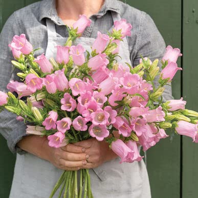 Pink Bellflower Seeds for Planting (50 Seeds) - Campanula medium
