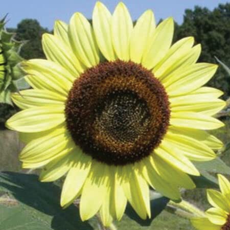Sunflower Seeds for Planting (50 Seeds per Packet) - Easy to Grow a Diverse Sunflower Garden