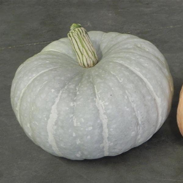 Silver Moon Pumpkin Seeds | 10 Seeds per Packet | Grow Silver Stacker Pumpkins