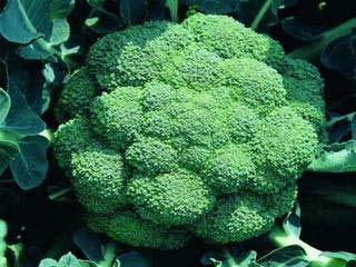 500 Broccoli Seeds | Non-GMO | Fresh Garden Seeds | Heirloom Green Sprouting Waltham | Made in USA. Ships from Iowa