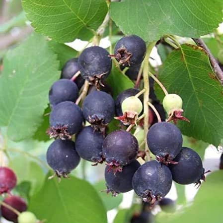 MITRAEE 100 Saskatoon Serviceberry Plant Seeds