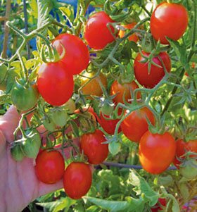 150 seeds Large Red Cherry Tomato Non GMO ez grow