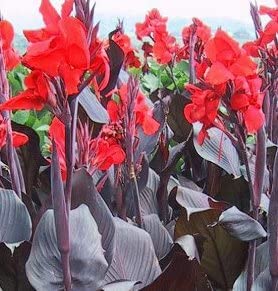 3 Canna Lily Bulbs for Planting - Rhizome/Bulb/Plant