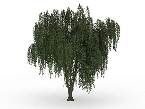 Dwarf Weeping Willow Tree Cutting - Burning Bush Weeping Willow - Unique and Small Indoor/Outdoor Tree Shrub Plant - Excellent Bonsai Tree - Ships Bare Root, No Pot or Soil