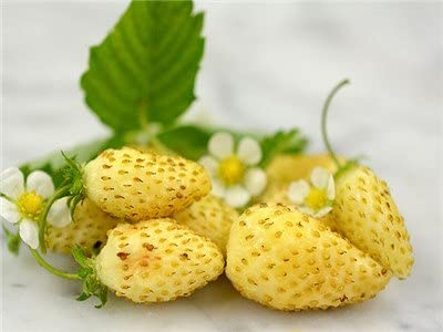Yellow Alpine Strawberry Seeds for Planting (50 Seeds) - Non-GMO Fruit Seeds