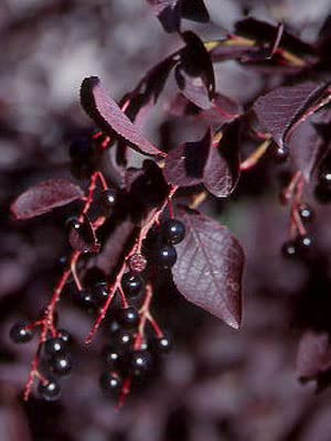 50 Purple Chokecherry Tree Seeds for Planting - Shubert Chokecherry, Prunus virginiana Shubert