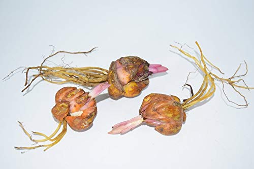 4 pc Stargazer Lily Bulbs Blessings Plants, Long Lasting Fragrance Flower