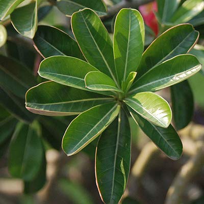 Adenium obesum Mixed Colours - Desert Rose Mixed Colours - 10 Seeds