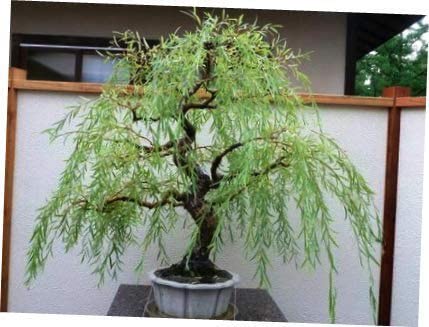 australian willow bonsai tree Australian Willow Bonsai Trees Fresh Cutting