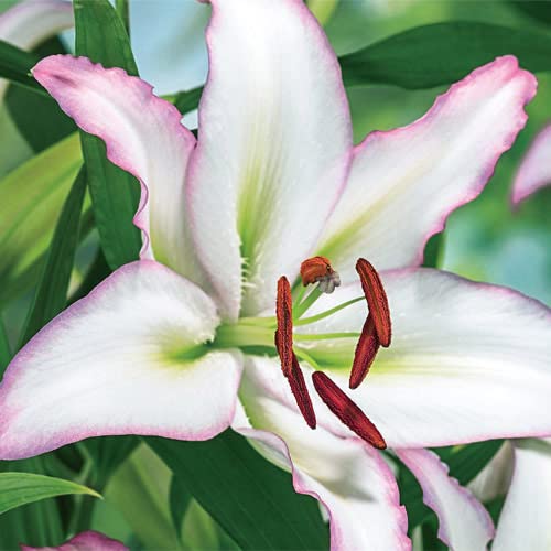 Oriental Lily Brasilia Bulbs for Planting - Blooms Later Than Most Lily