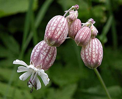 Bladder Campion (50 Seeds) - Silene vulgaris