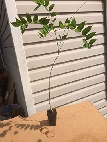 Beautiful Blue Moon Wisteria, Vine Plant, Attracts Hummingbirds, Potted Plant Fragrant Flowrs, in Dormancy (1-2 Feet). not for Sale California