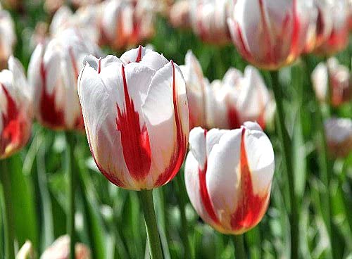 50 Fresh Carnaval del Rio Tulip Bulbs for Planting - Easy to Grow - Made in USA, Ships from Iowa