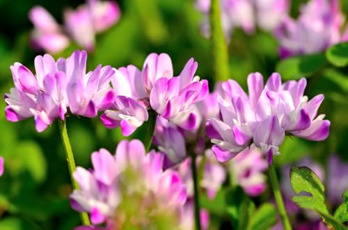 500 Chinese Milk Vetch Flower Seeds for Planting - Astragalus sinicus - Cover Crop, Green Manure