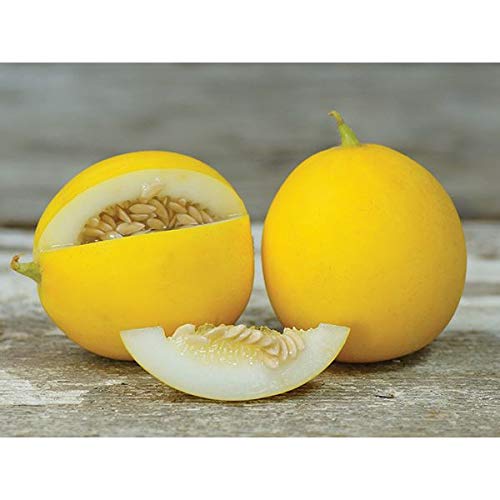 Mango Seeds (Vine Peach) 25 Seeds - Made in USA, Ships from Iowa.